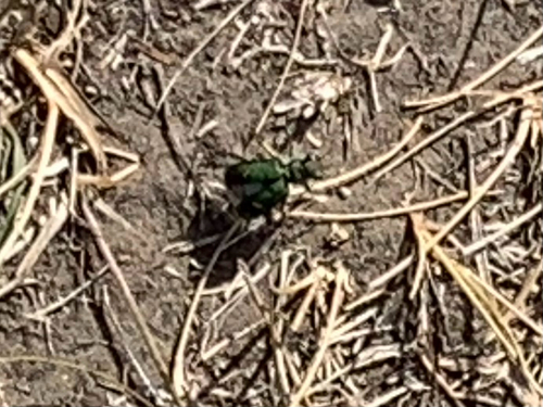 Purple Tiger Beetle