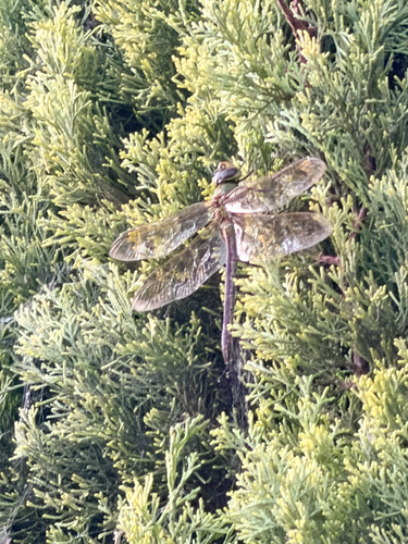 Common Green Darner
