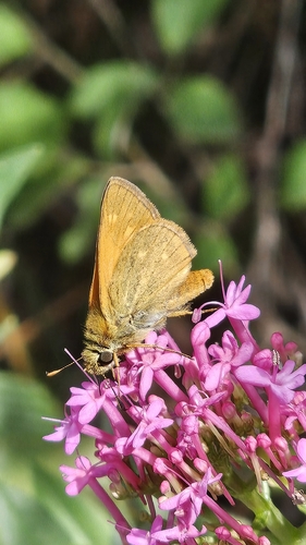 Large Skipper