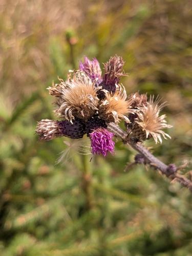 Marsh Thistle