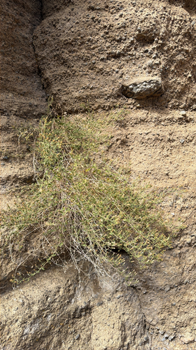 Brickellia microphylla, 2026-09-12