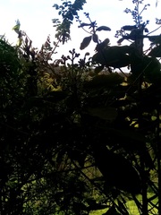 Saurauia madrensis