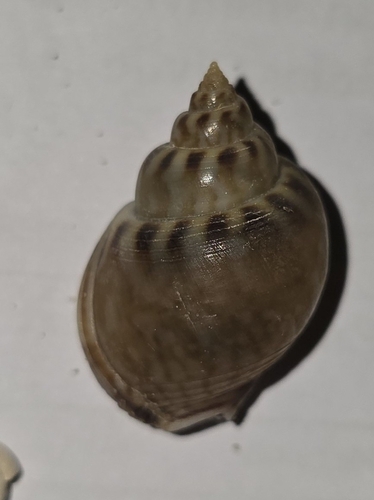 Tritia mutabilis observed 2026-09-18