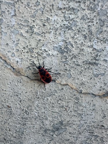 European Firebug