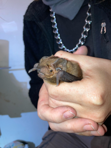 Giant Noctule
