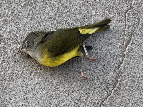 MacGillivray's Warbler