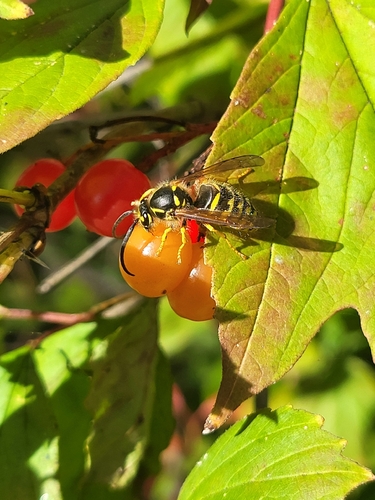 Common Aerial Yellowjacket