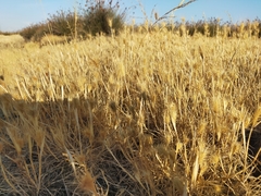 Hordeum marinum