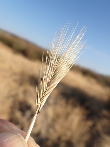 Hordeum marinum, photograph 1