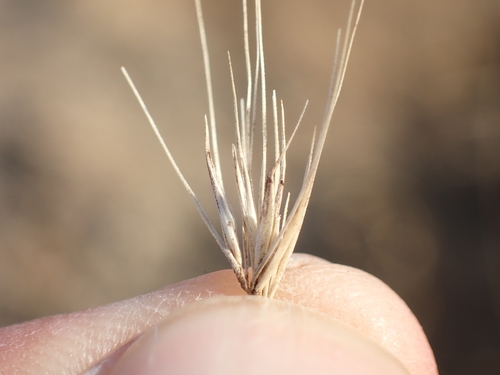Hordeum marinum, photograph 2