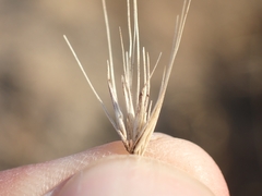 Hordeum marinum, photograph (c) Jorge Íñiguez, some rights reserved (CC BY)