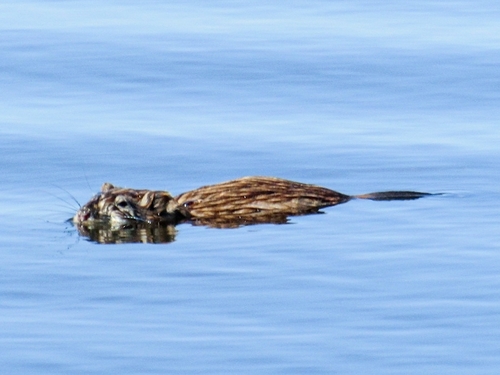 Muskrat