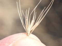 Hordeum marinum, photograph (c) Jorge Íñiguez, some rights reserved (CC BY)