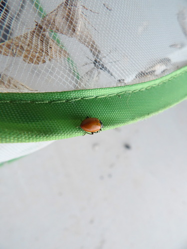 Convergent Lady Beetle