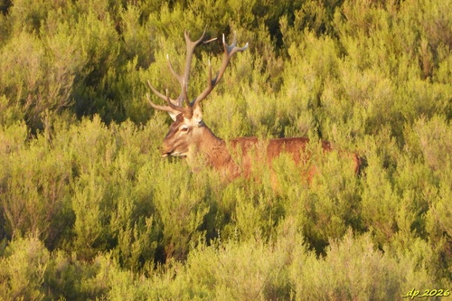 European Red Deer