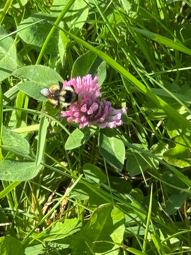 Tricolored Bumble Bee