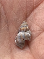 Urosalpinx cinerea image