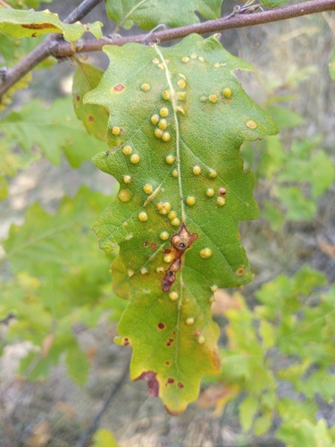 Janetia cerris
