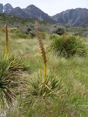 Aciphylla