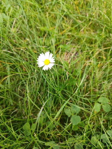 Lawn daisy