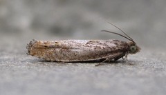 Pseudexentera mali