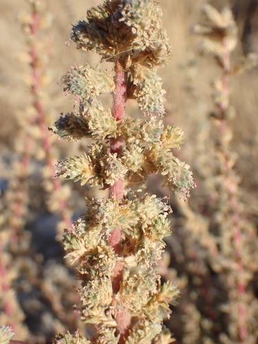 Camphorosma monspeliaca, photograph 3