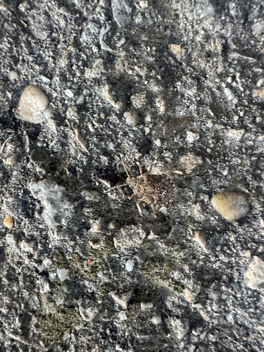 Brown Marmorated Stink Bug