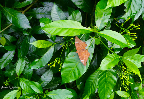 Common Baron