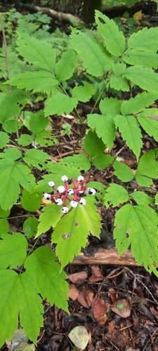 white baneberry
