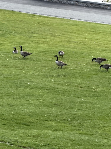 Canada Goose