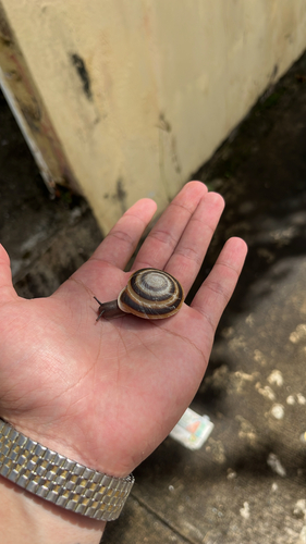 Banded Caracol
