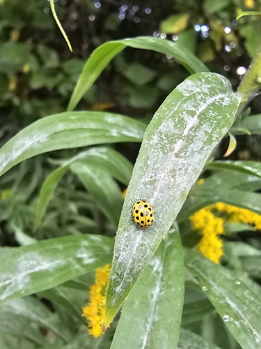 22-spot Ladybird
