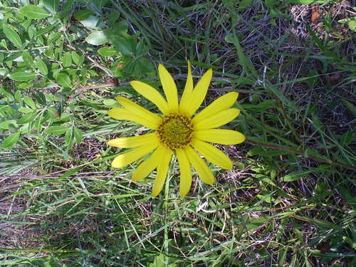 Image of Helianthus carnosus by no rights reserved