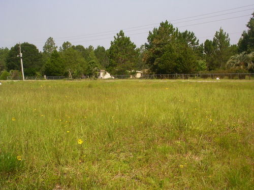 Helianthus carnosus, photograph 6
