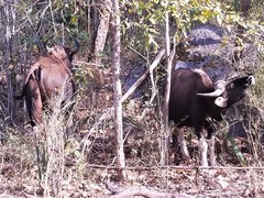 Bos gaurus