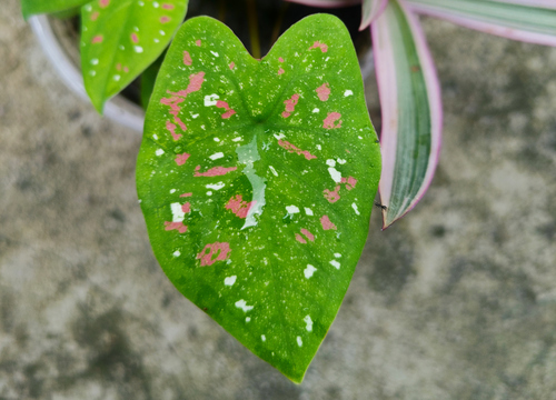 Heart of Jesus