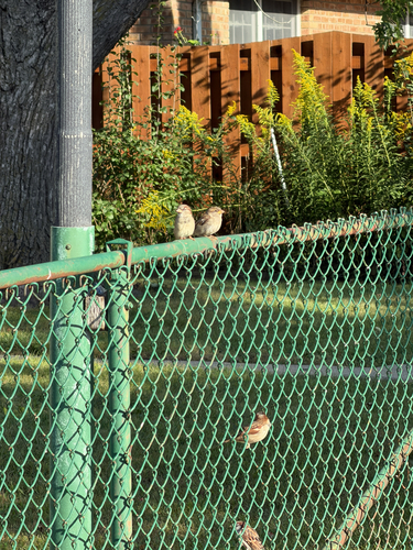House Sparrow