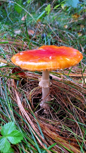 Fly Agaric