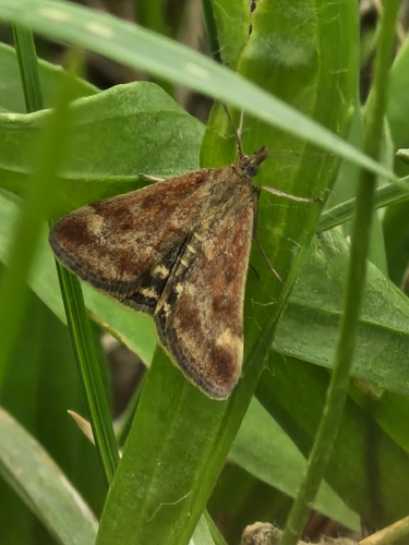 Straw-barred Pearl
