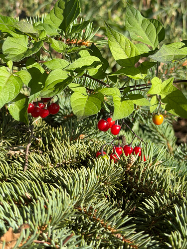 bittersweet nightshade