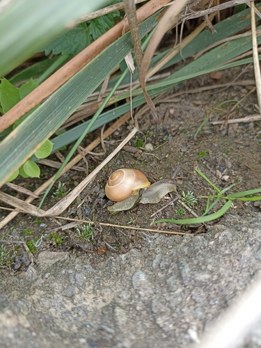 Cepaea