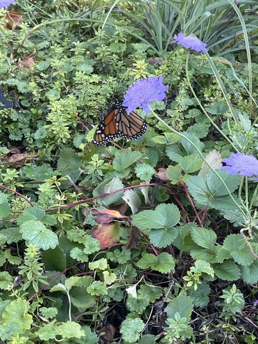 Monarch