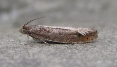 Pseudexentera mali