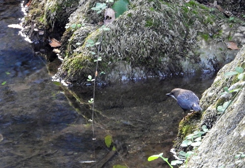 White-throated Dipper