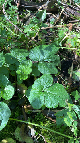 Wood Avens