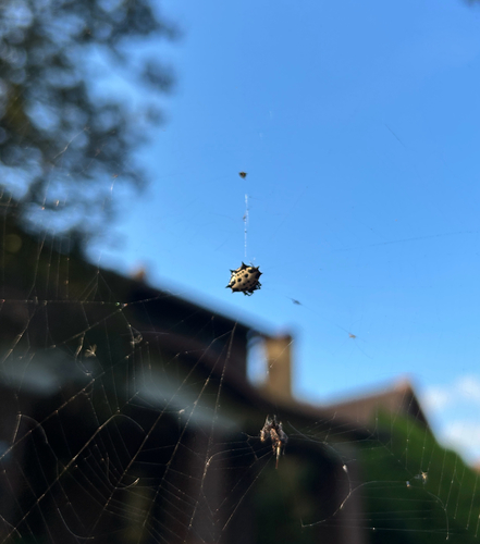 Spinybacked Orbweaver