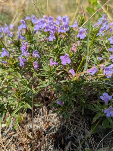 Satureja subspicata liburnica