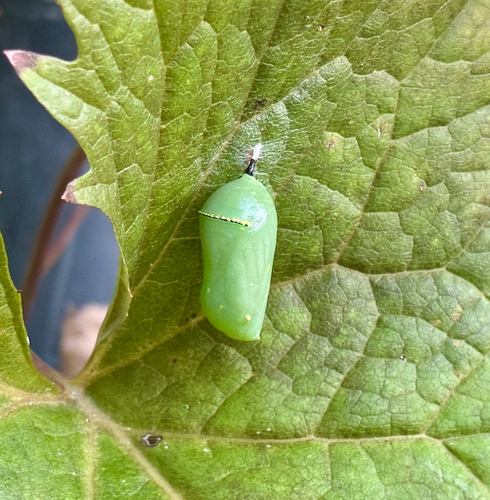 Monarch