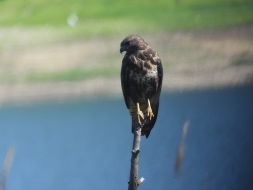 Common Buzzard