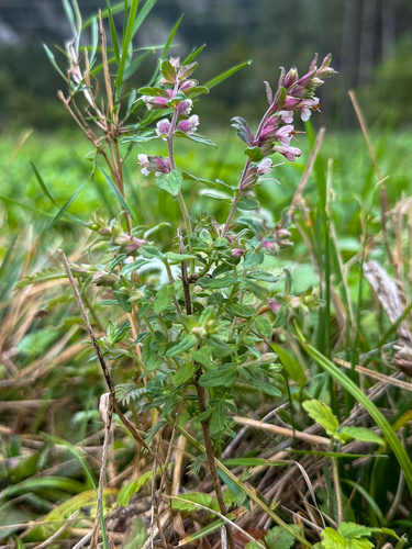 Red Odontites